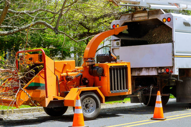 Best Fruit Tree Pruning  in Lake Forest Park, WA